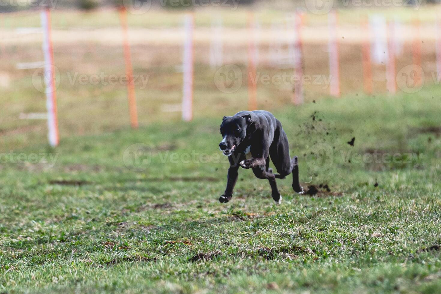 Whippet sprinter running straight on camera and chasing coursing lure on green field photo