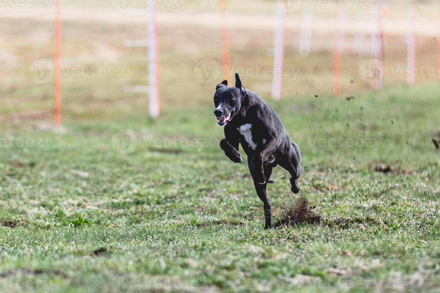 Whippet sprinter running straight on camera and chasing coursing lure on green field photo