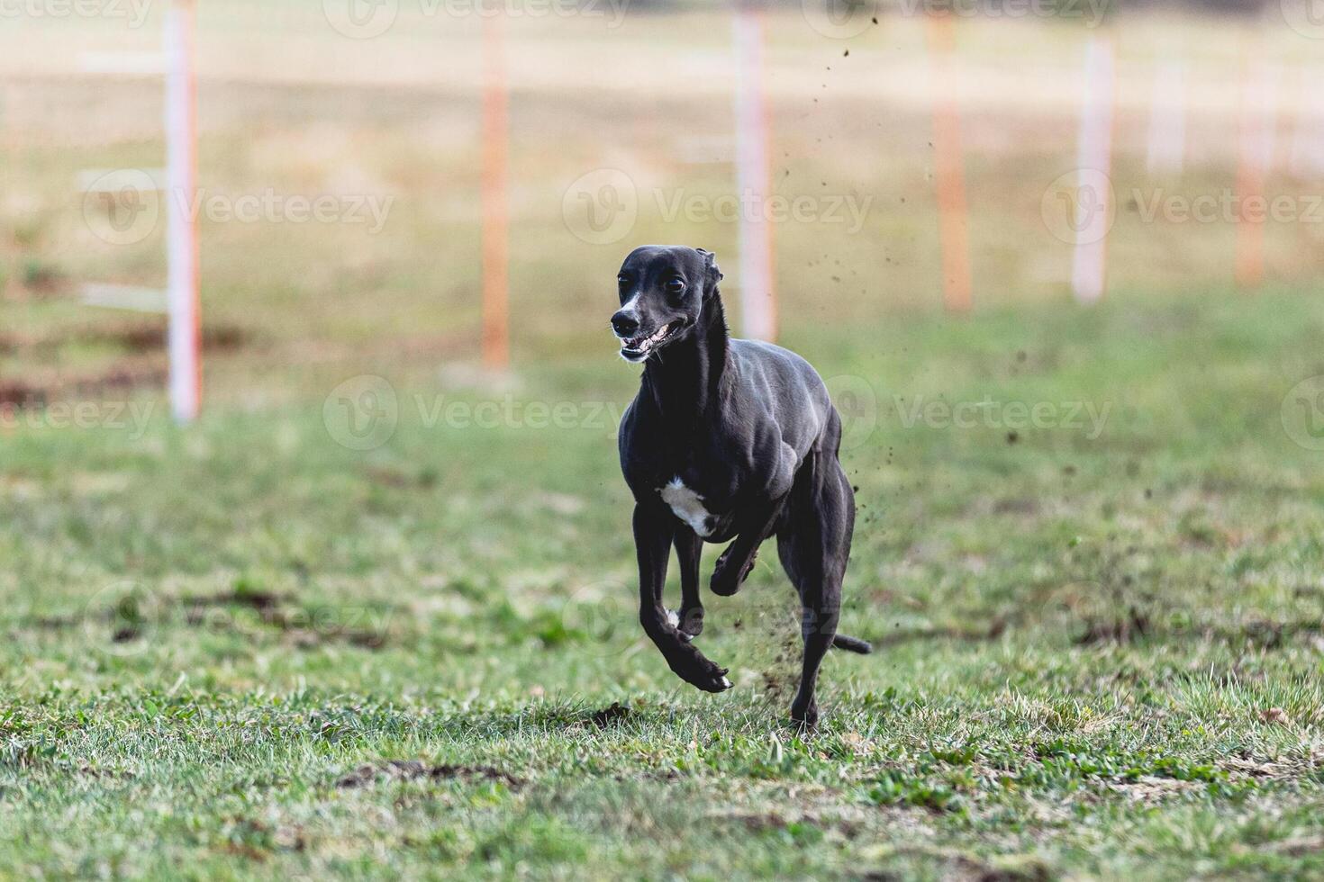 Whippet sprinter running straight on camera and chasing coursing lure on green field photo