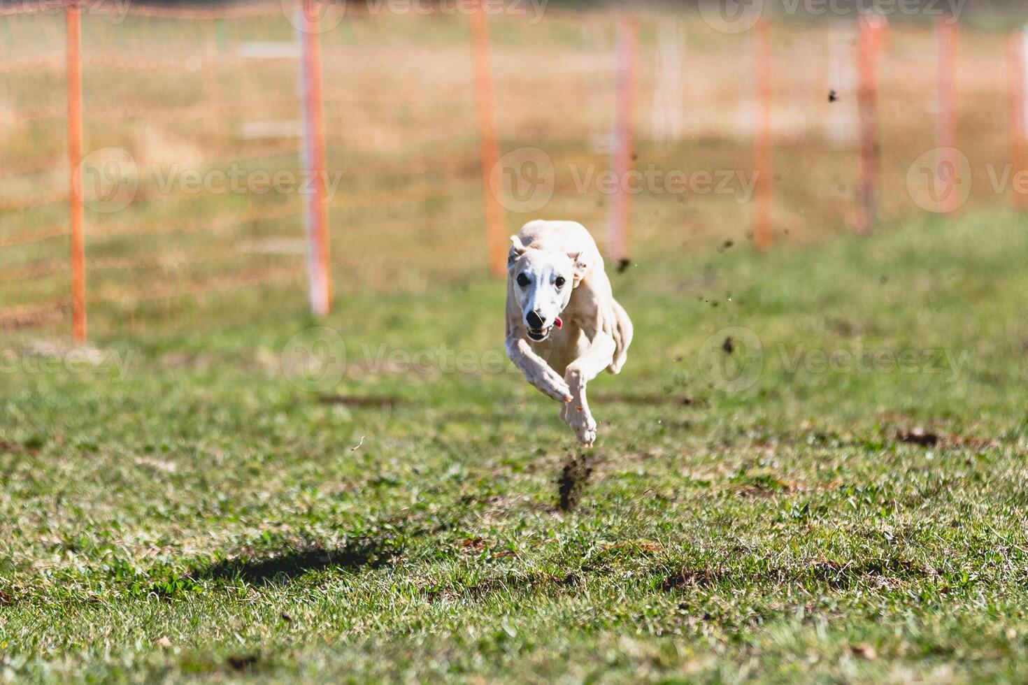Whippet sprinter running straight on camera and chasing coursing lure on green field photo