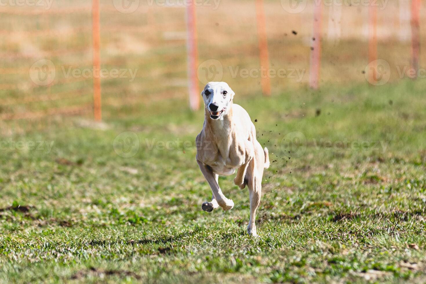 Whippet sprinter running straight on camera and chasing coursing lure on green field photo