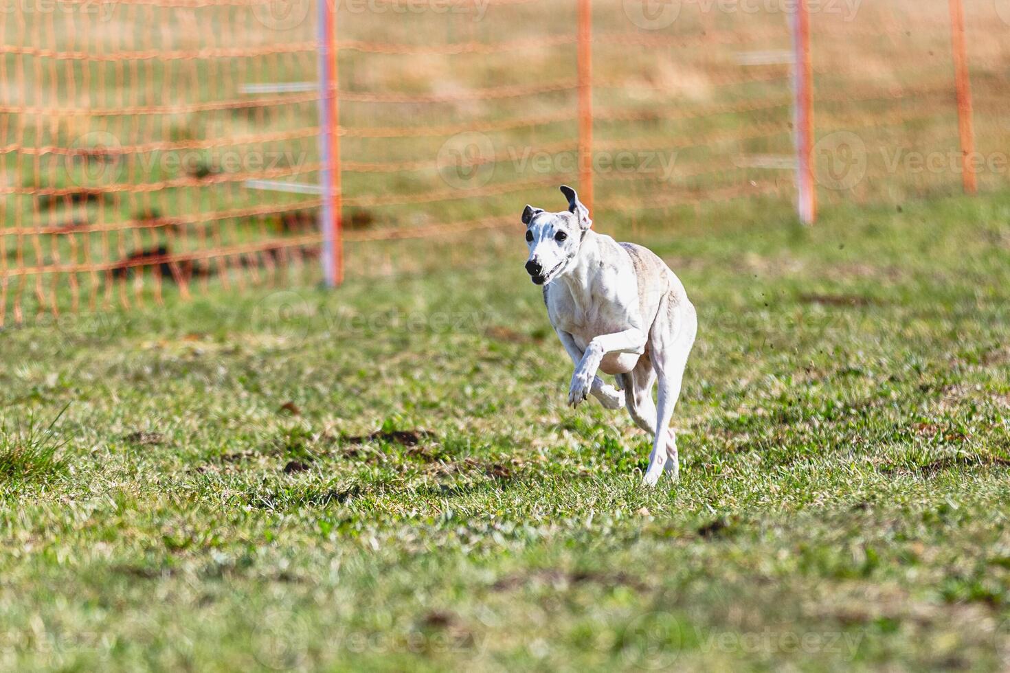 Whippet sprinter running straight on camera and chasing coursing lure on green field photo