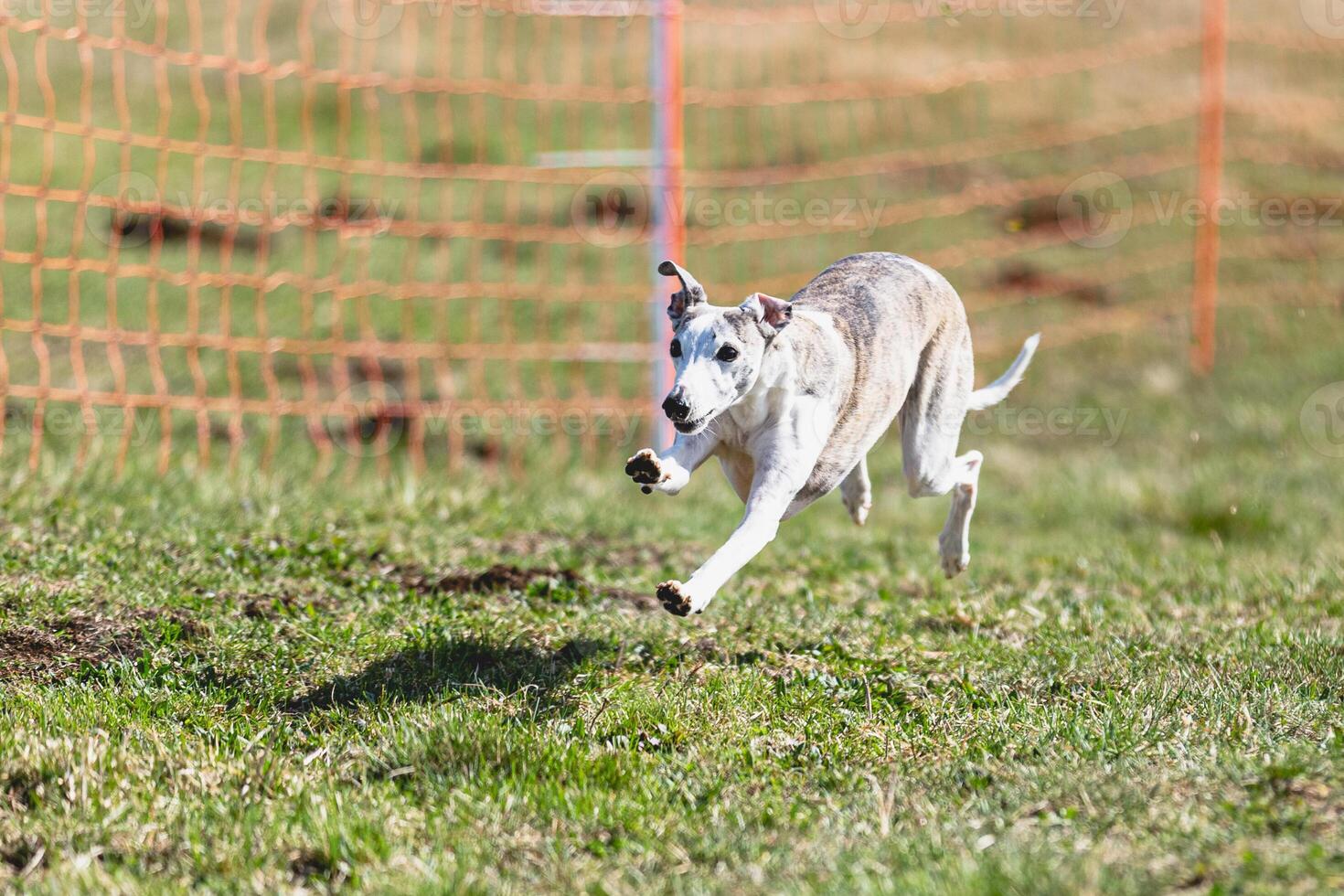 Whippet sprinter running straight on camera and chasing coursing lure on green field photo