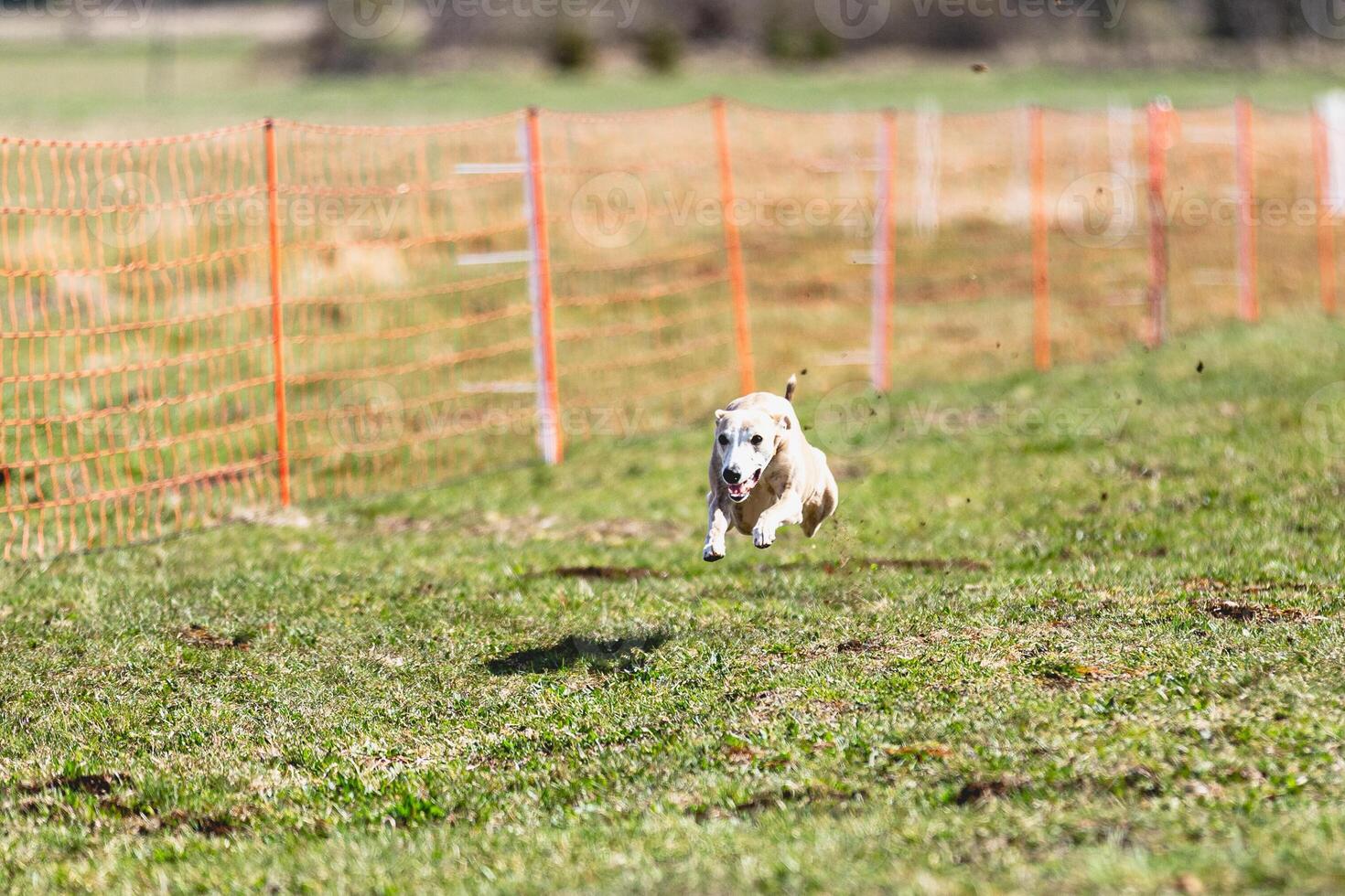 Whippet sprinter running straight on camera and chasing coursing lure on green field photo