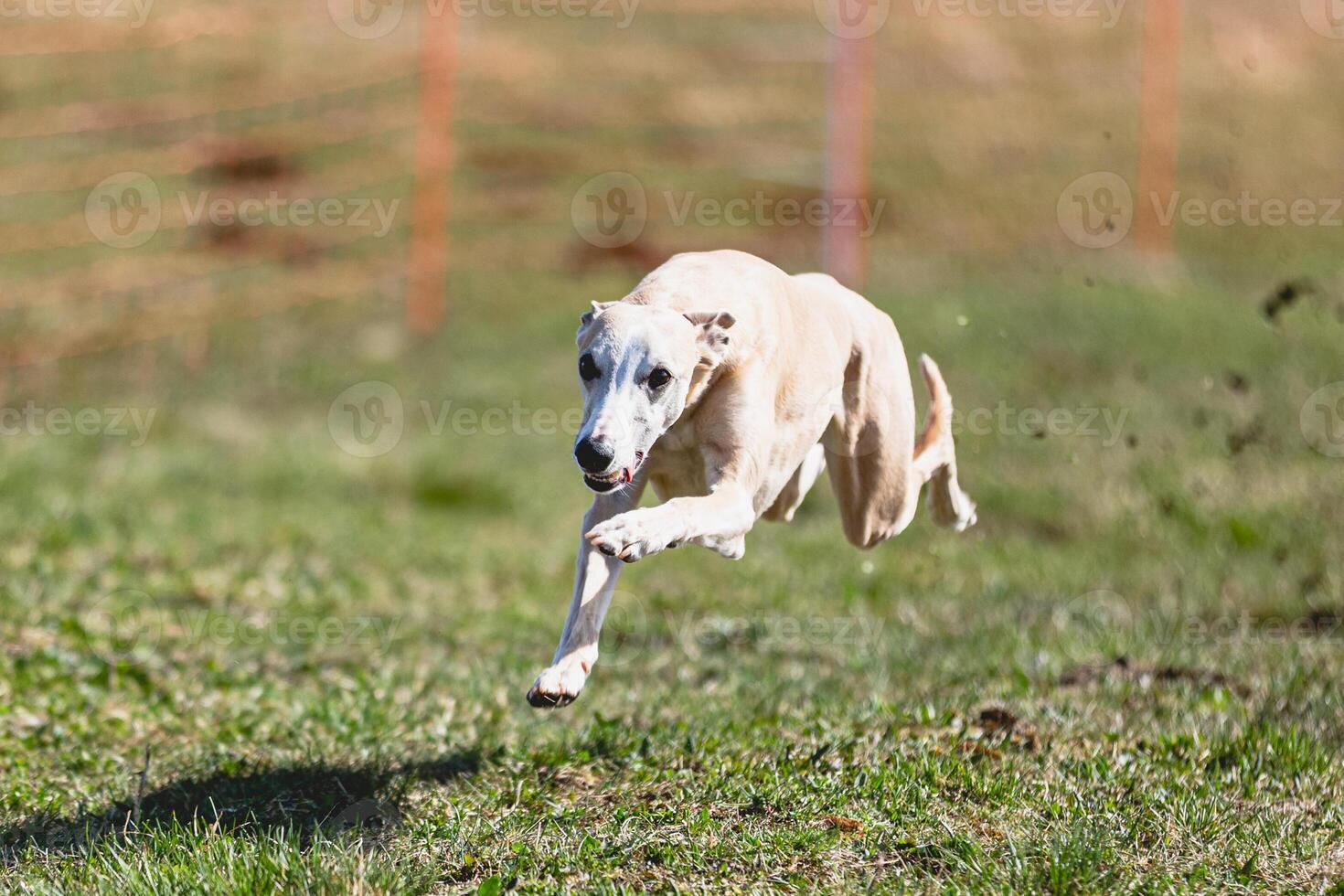 Whippet sprinter running straight on camera and chasing coursing lure on green field photo