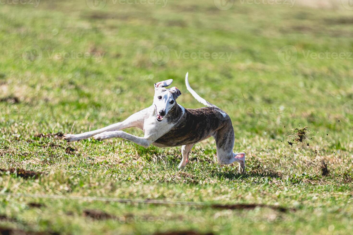 Whippet sprinter running straight on camera and chasing coursing lure on green field photo