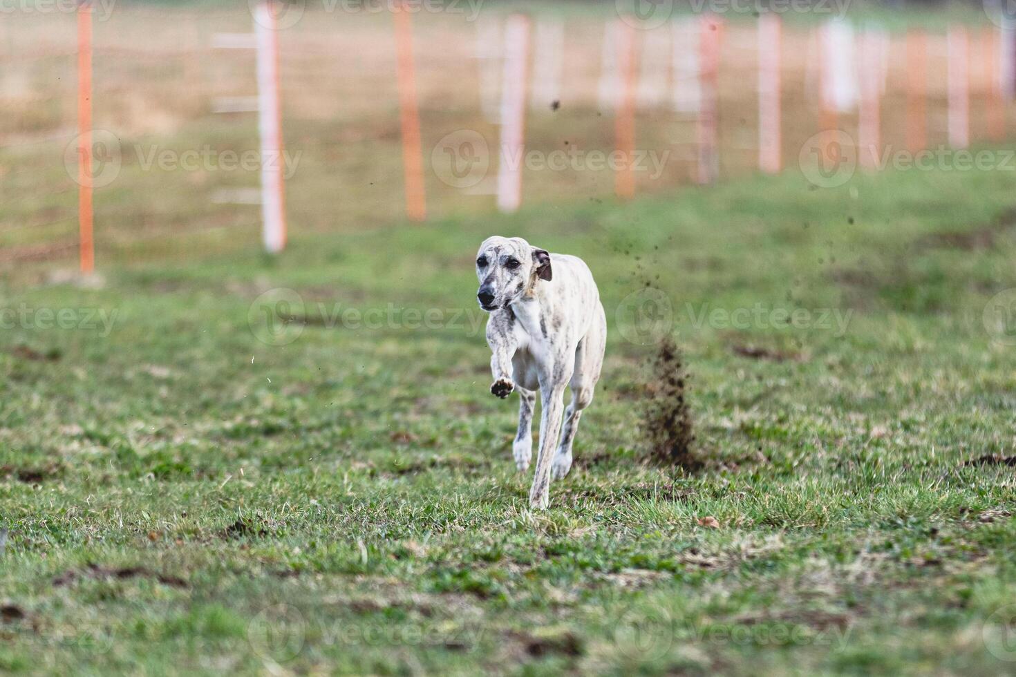 Whippet sprinter running straight on camera and chasing coursing lure on green field photo