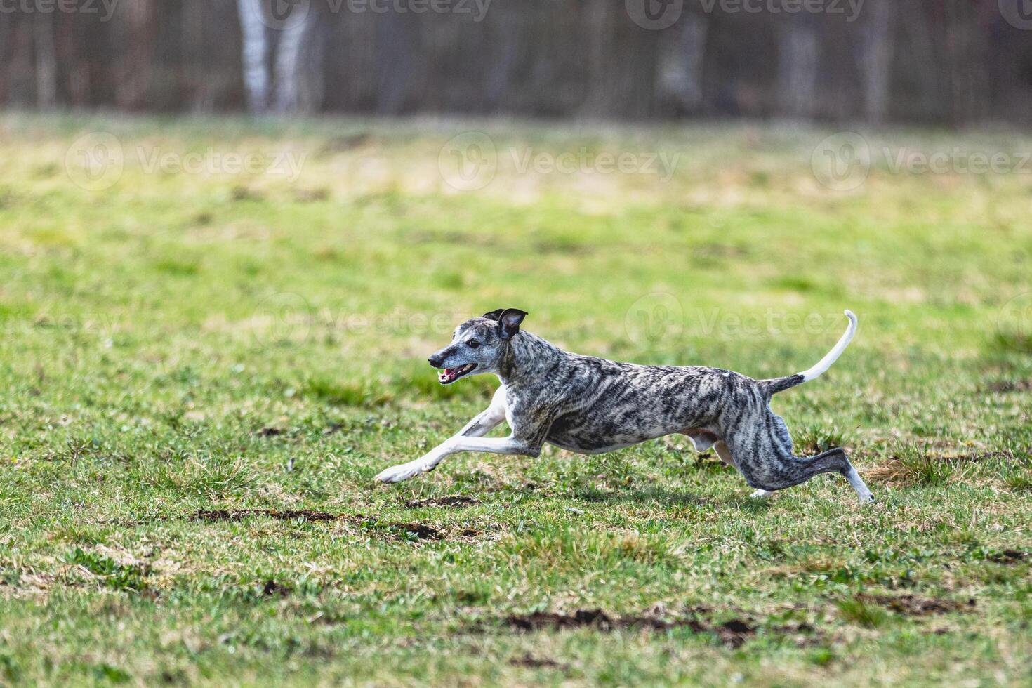 Whippet sprinter running straight on camera and chasing coursing lure on green field photo