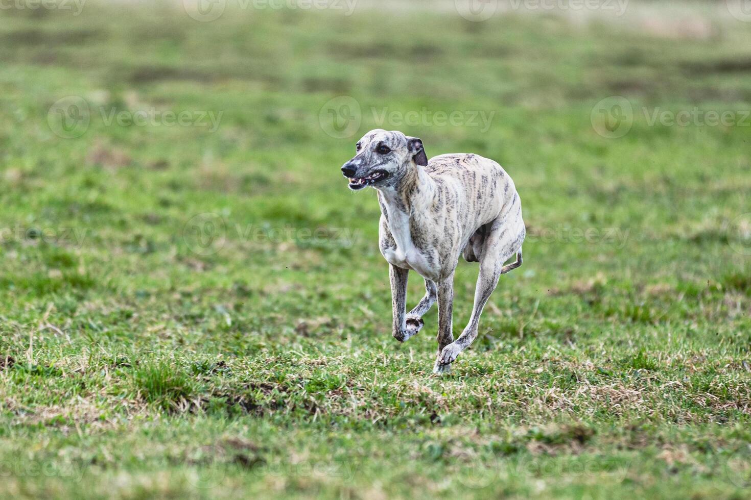 Whippet sprinter running straight on camera and chasing coursing lure on green field photo
