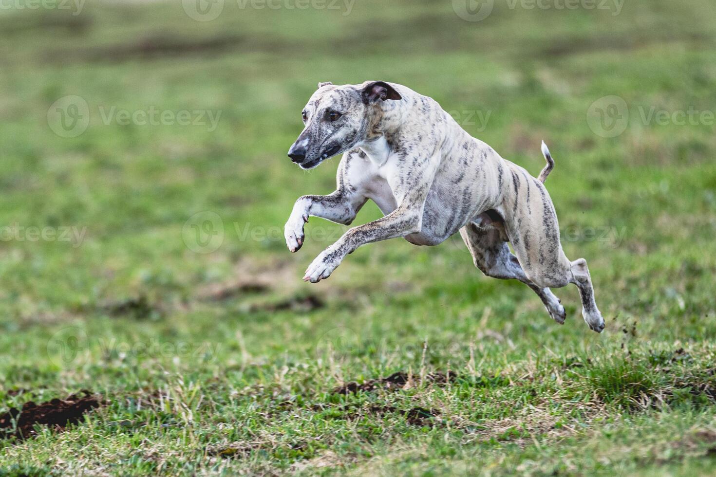 Whippet sprinter running straight on camera and chasing coursing lure on green field photo