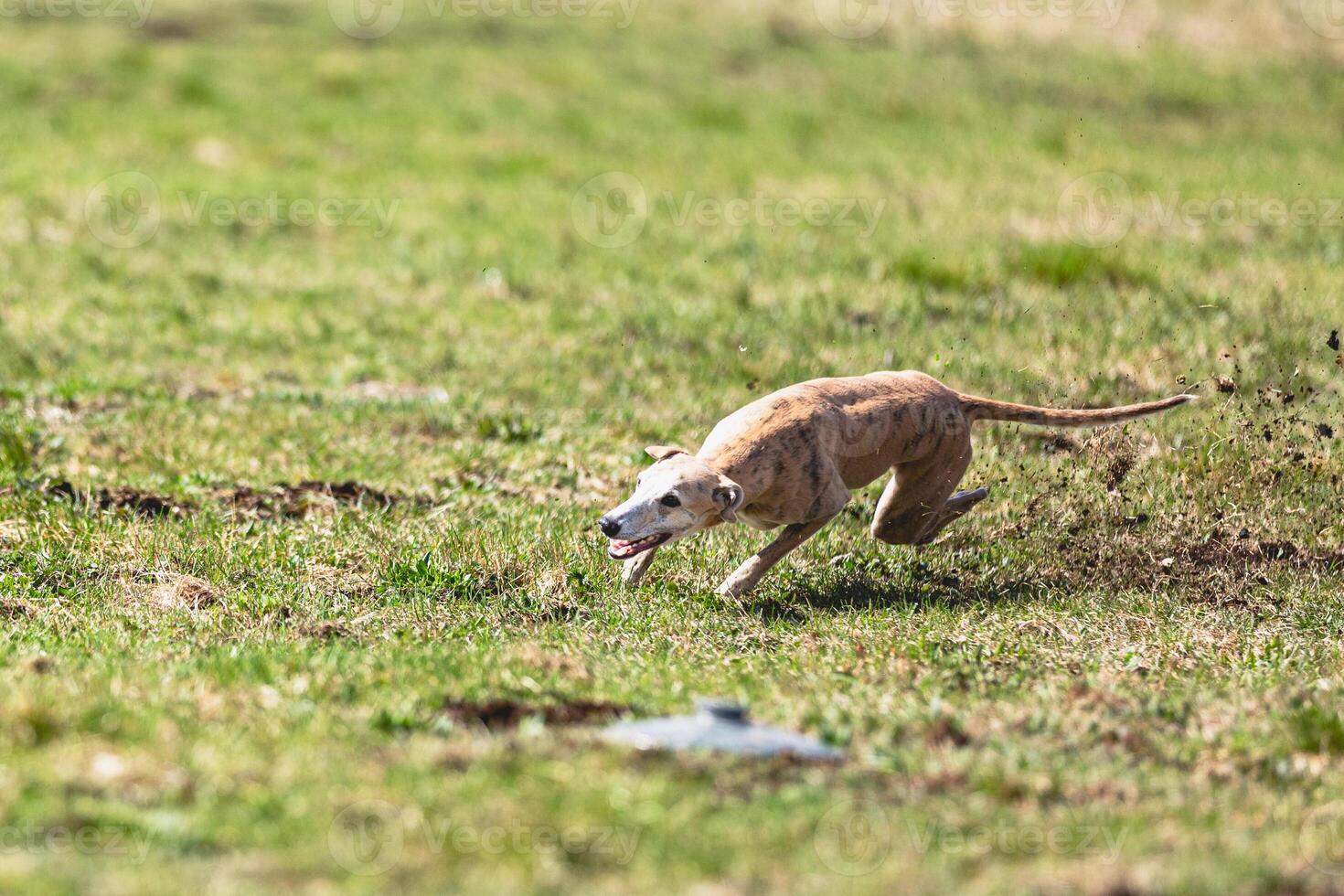 Whippet sprinter running straight on camera and chasing coursing lure on green field photo