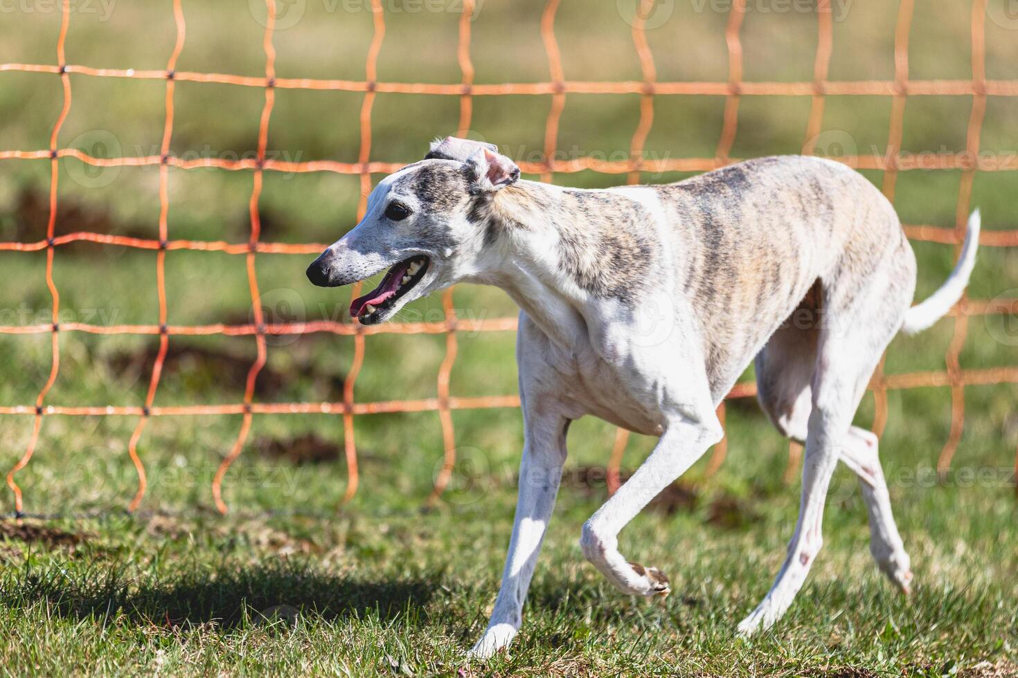 Whippet sprinter running straight on camera and chasing coursing lure on green field photo
