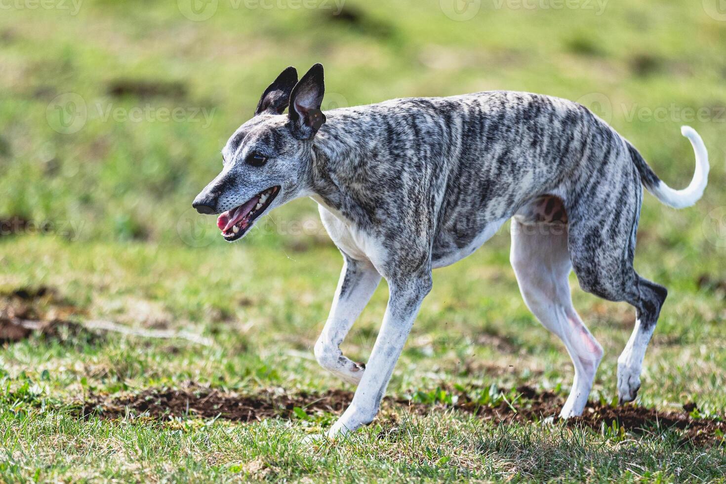 Whippet sprinter running straight on camera and chasing coursing lure on green field photo