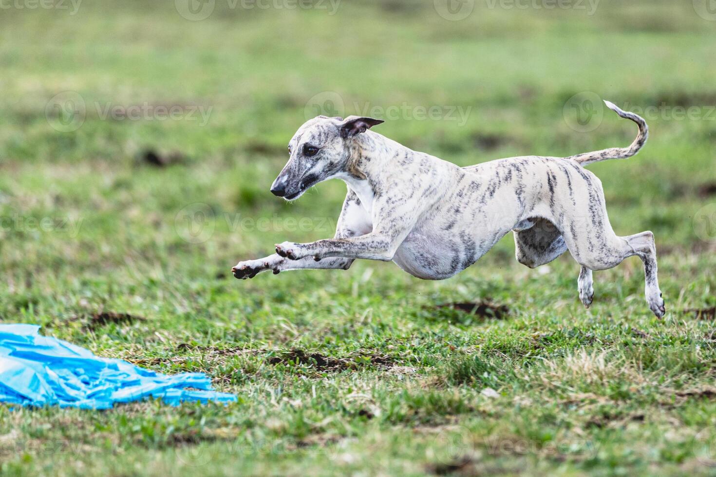 Whippet sprinter running straight on camera and chasing coursing lure on green field photo