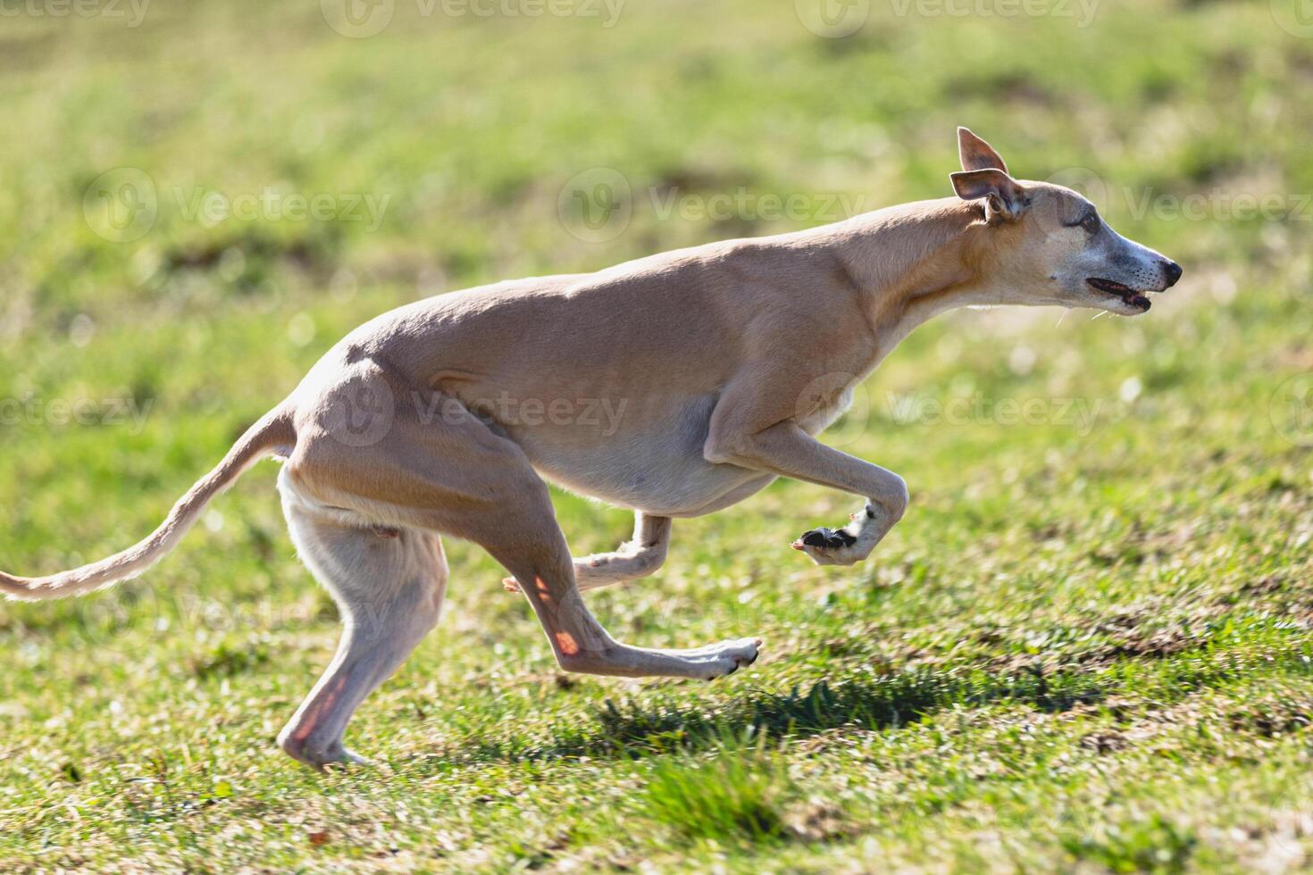 Whippet sprinter running straight on camera and chasing coursing lure on green field photo