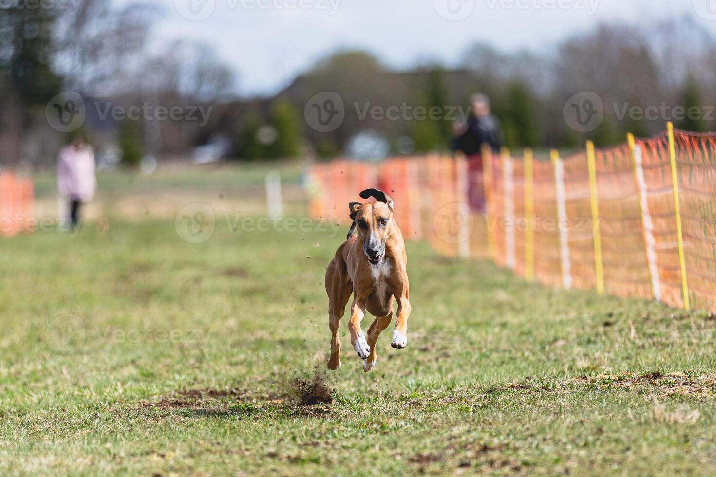 Azawakh dog running straight on camera and chasing coursing lure on green field photo