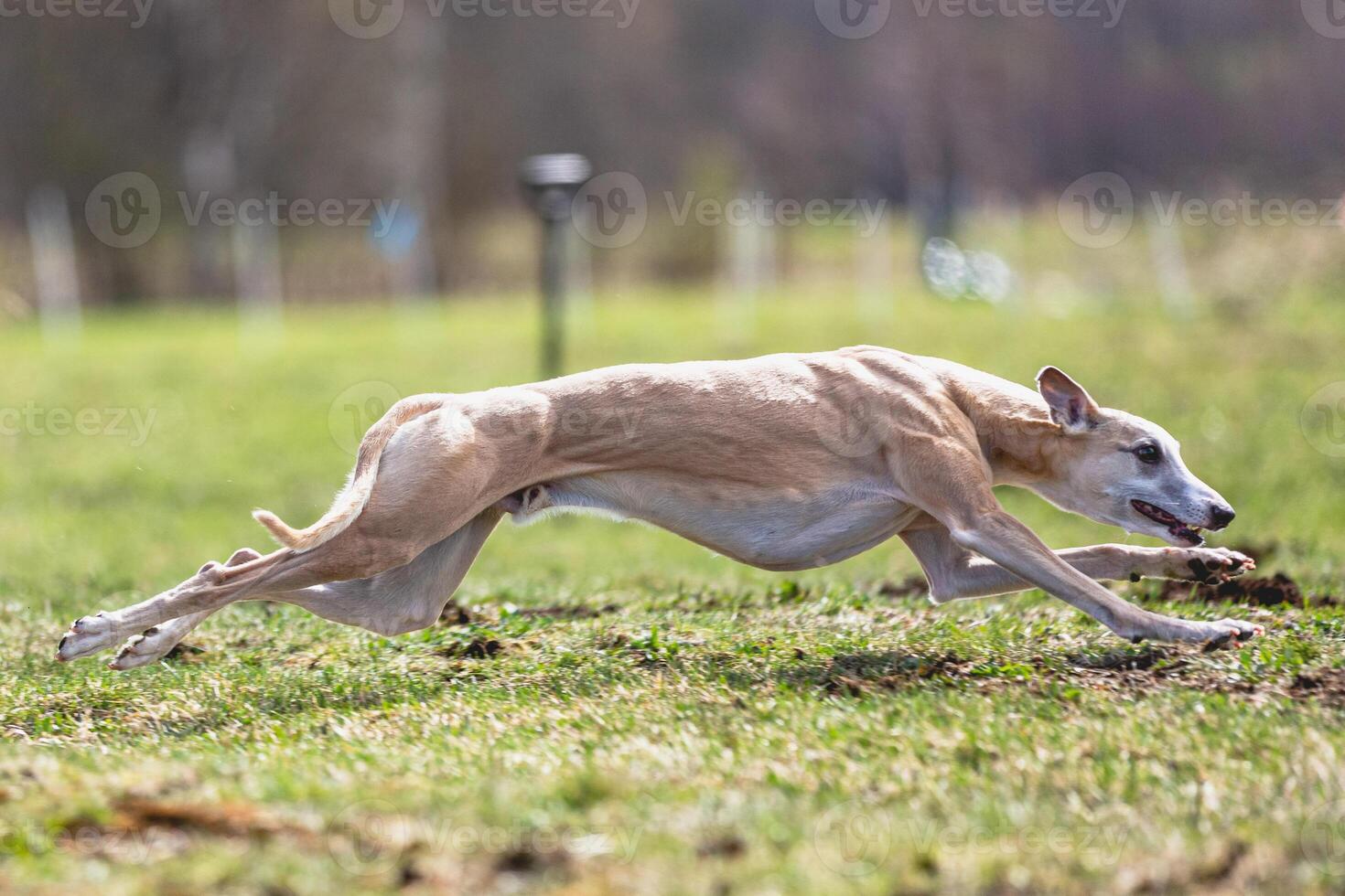 Whippet sprinter running straight on camera and chasing coursing lure on green field photo