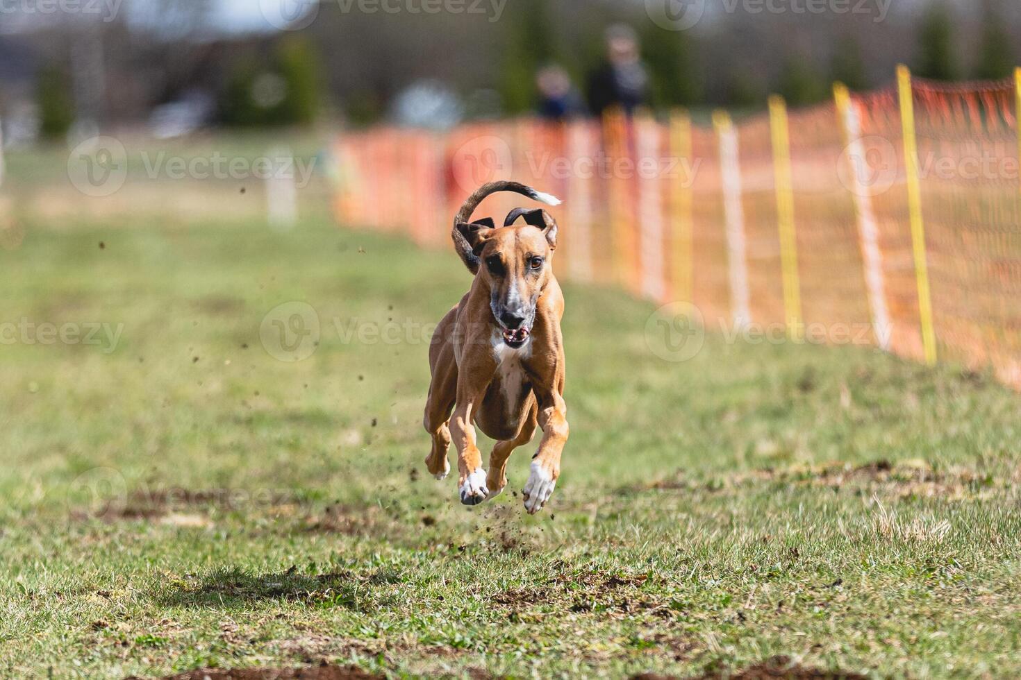 Azawakh dog running straight on camera and chasing coursing lure on green field photo
