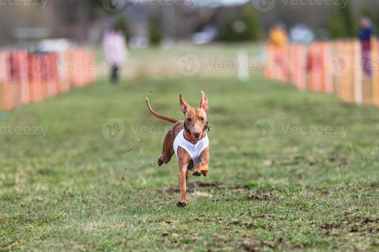 Cirneco Dell Etna dog running straight on camera and chasing coursing lure on green field photo
