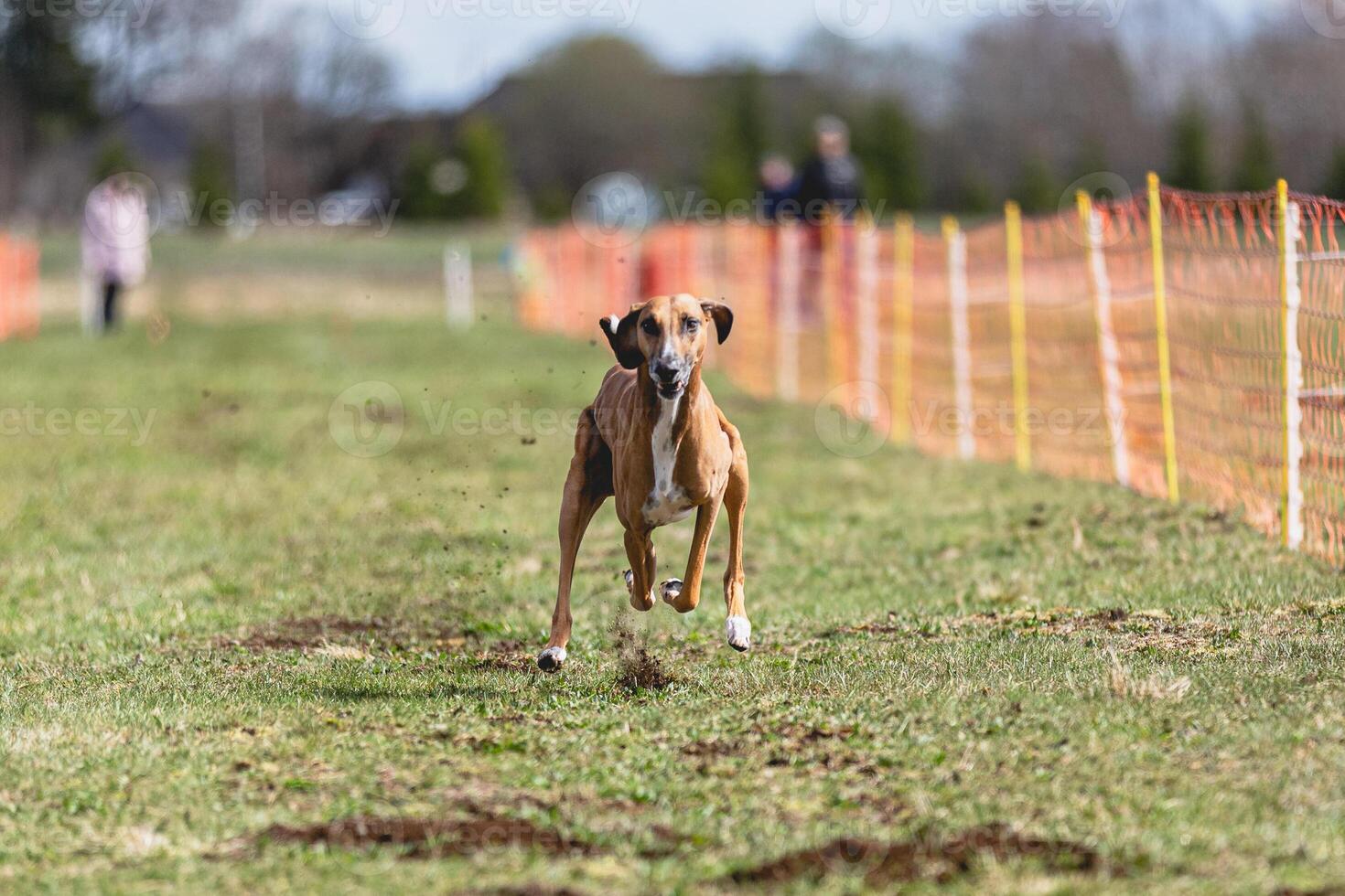 Azawakh dog running straight on camera and chasing coursing lure on green field photo