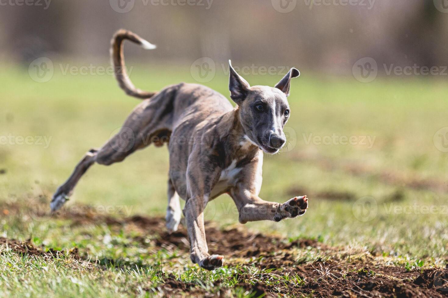 Whippet sprinter running straight on camera and chasing coursing lure on green field photo