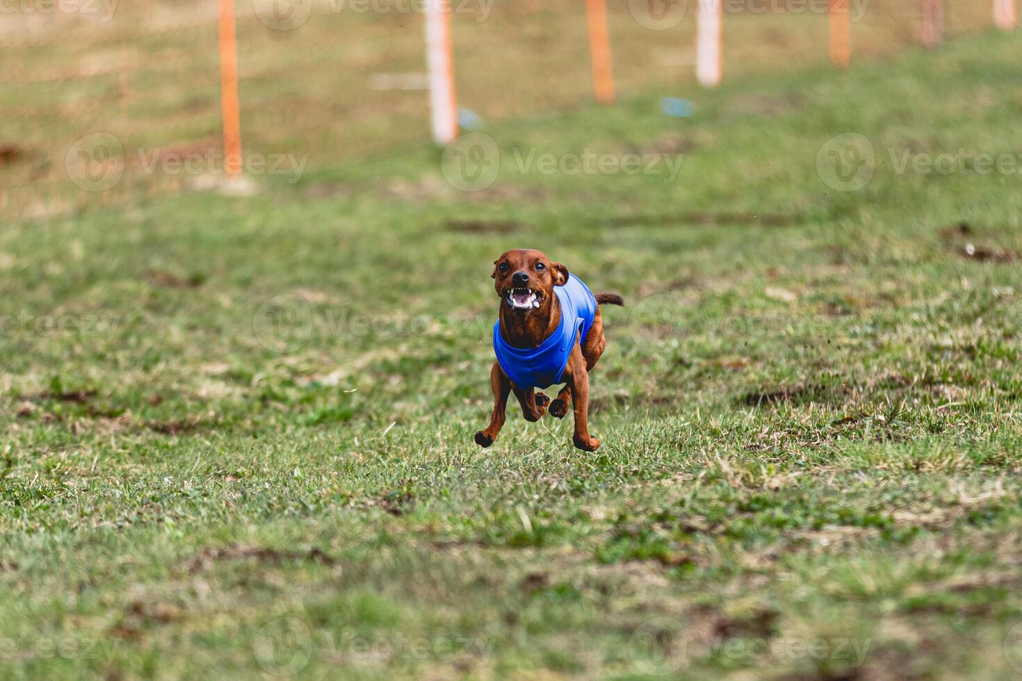 Pinscher dog running straight on camera and chasing coursing lure on green field photo