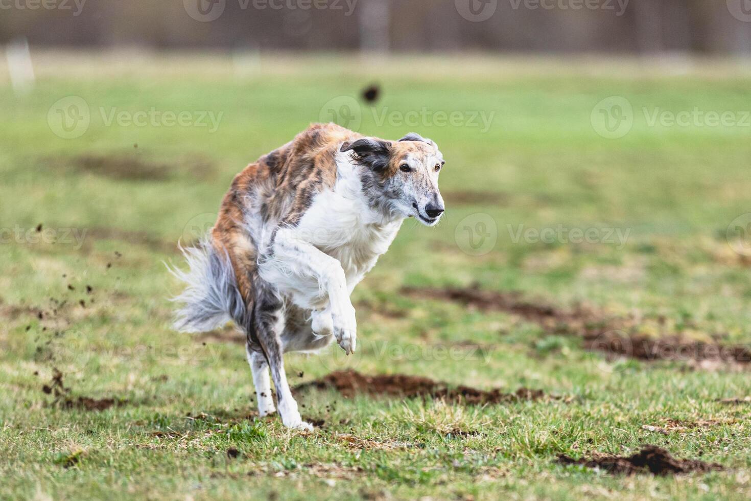 Borzoi dog running straight on camera and chasing coursing lure on green field photo