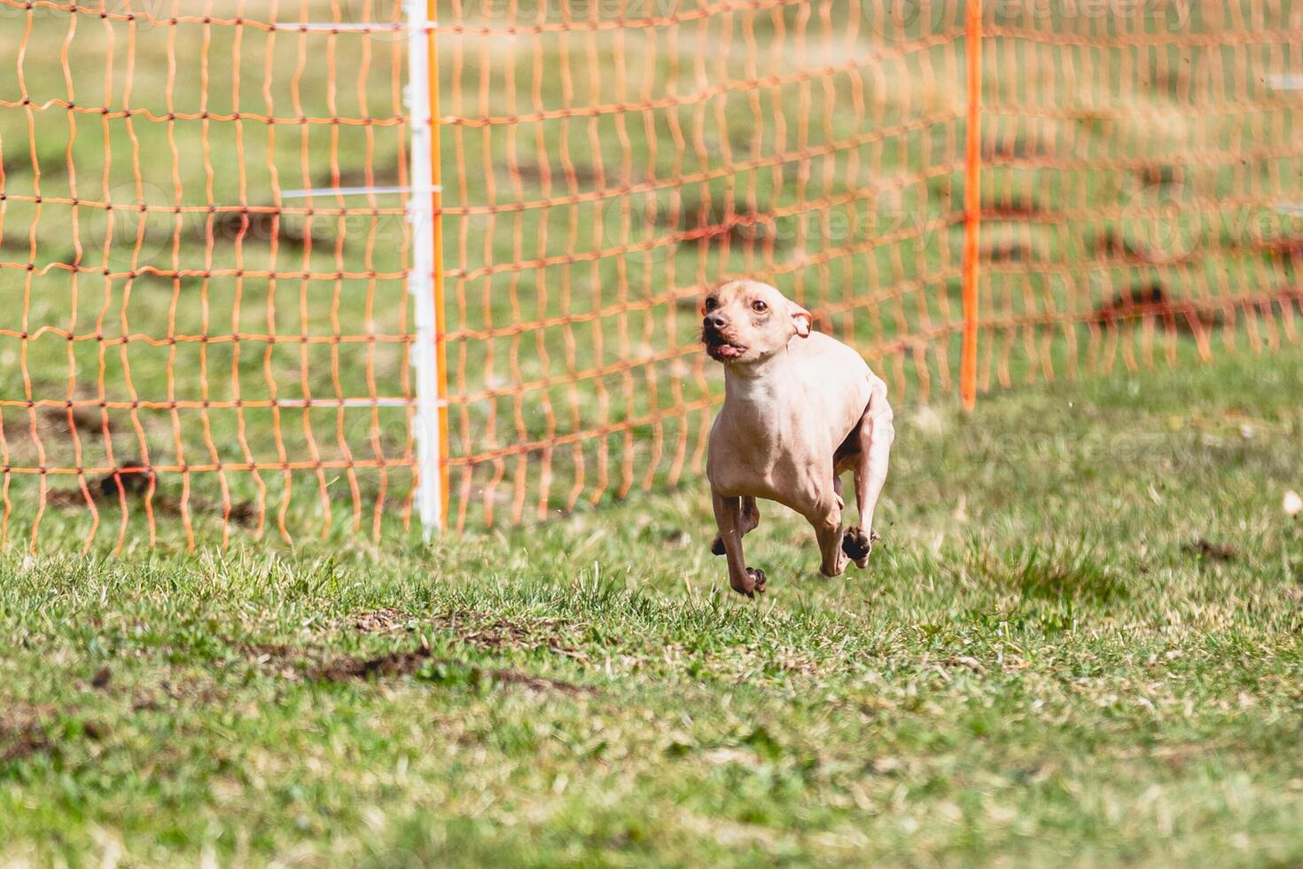 Peruvian heairless dog running straight on camera and chasing coursing lure on green field photo