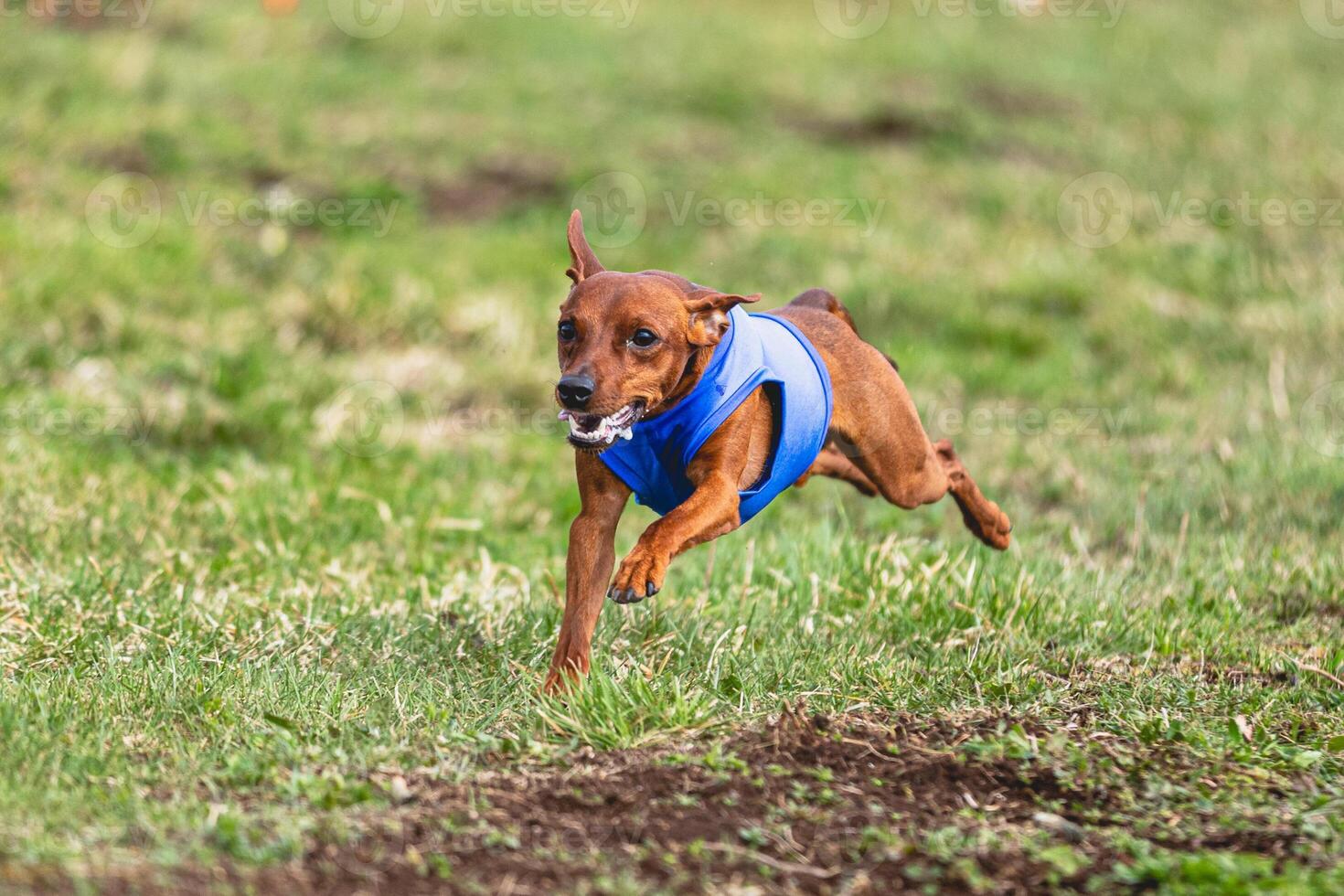 Pinscher dog running straight on camera and chasing coursing lure on green field photo