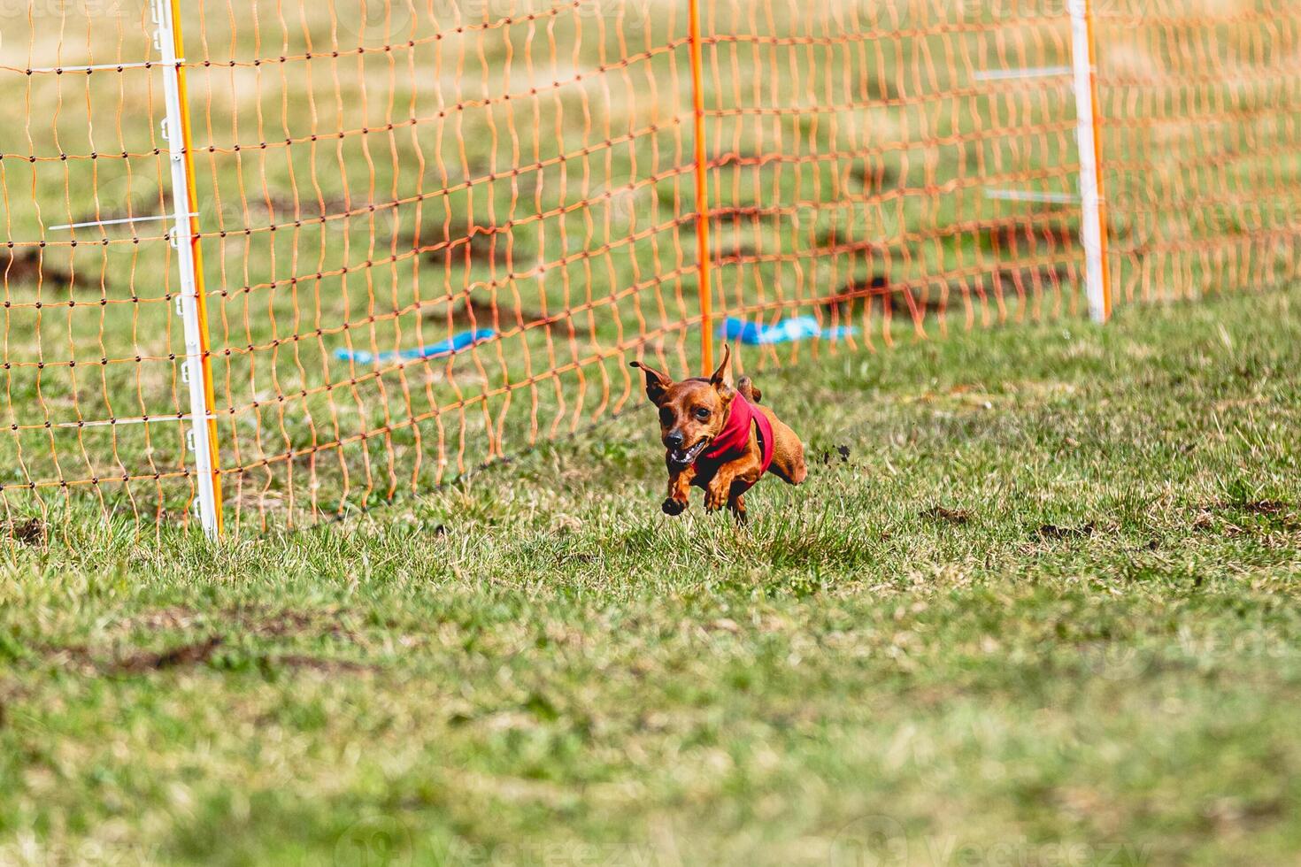 Pinscher dog running straight on camera and chasing coursing lure on green field photo