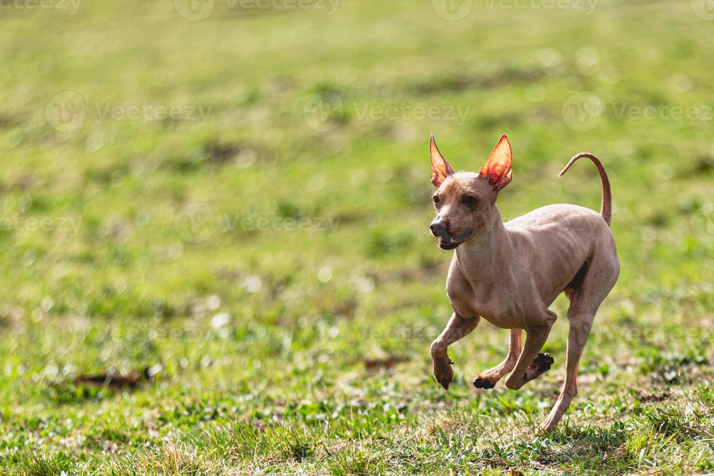 Peruvian heairless dog running straight on camera and chasing coursing lure on green field photo