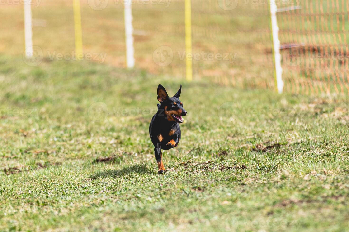 Pinscher dog running straight on camera and chasing coursing lure on green field photo