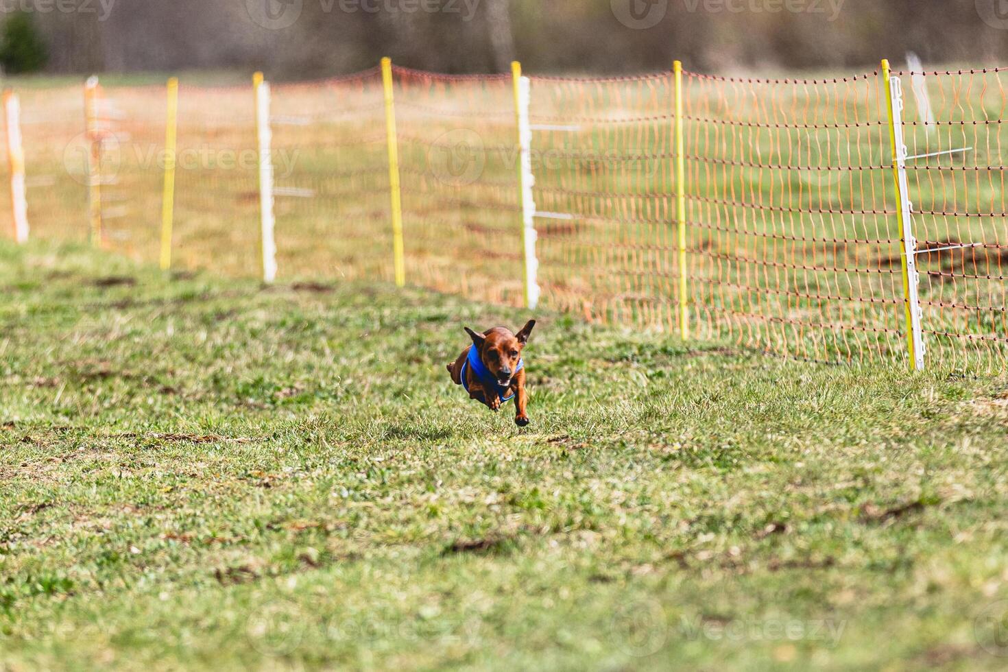 Pinscher dog running straight on camera and chasing coursing lure on green field photo