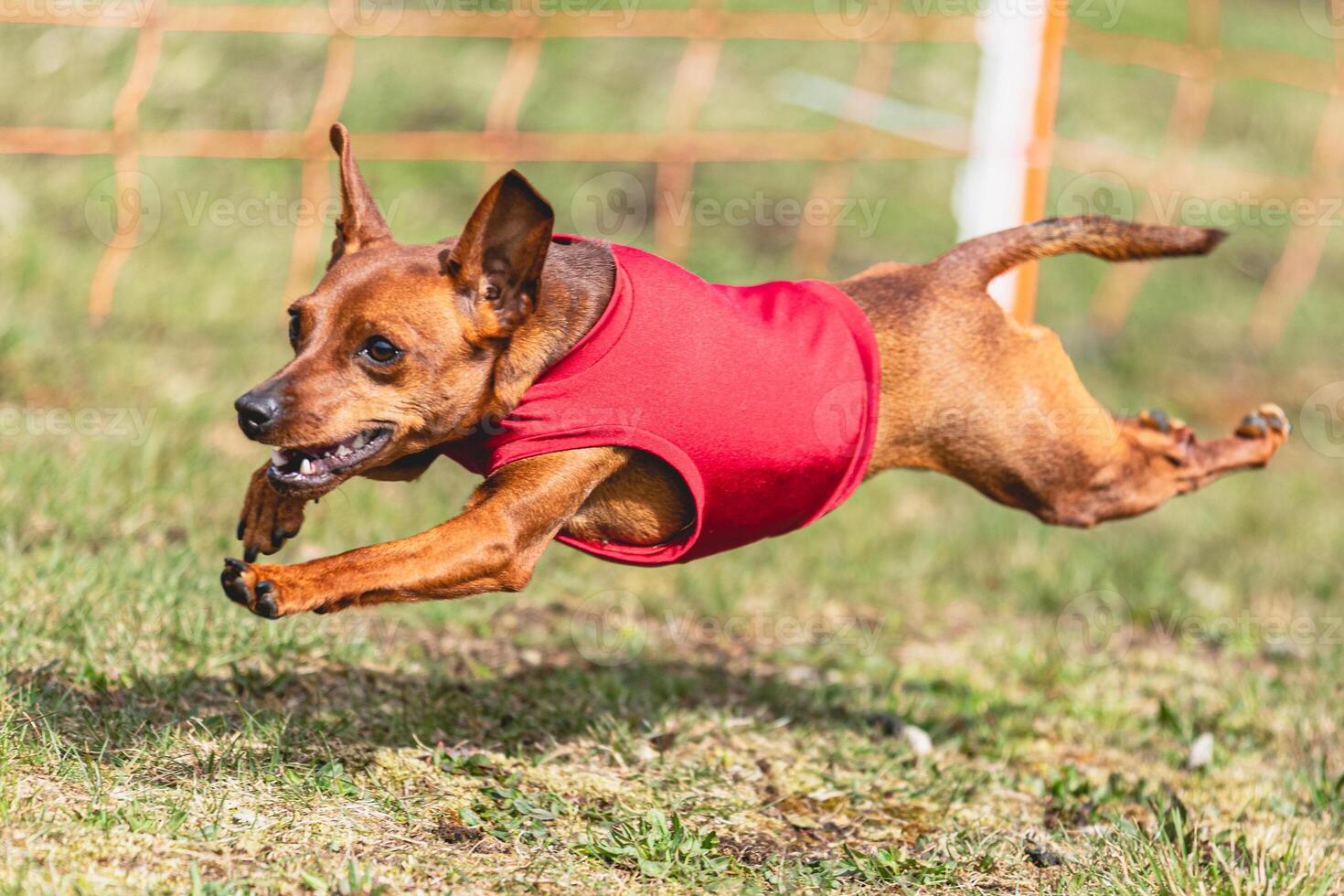 Pinscher dog running straight on camera and chasing coursing lure on green field photo