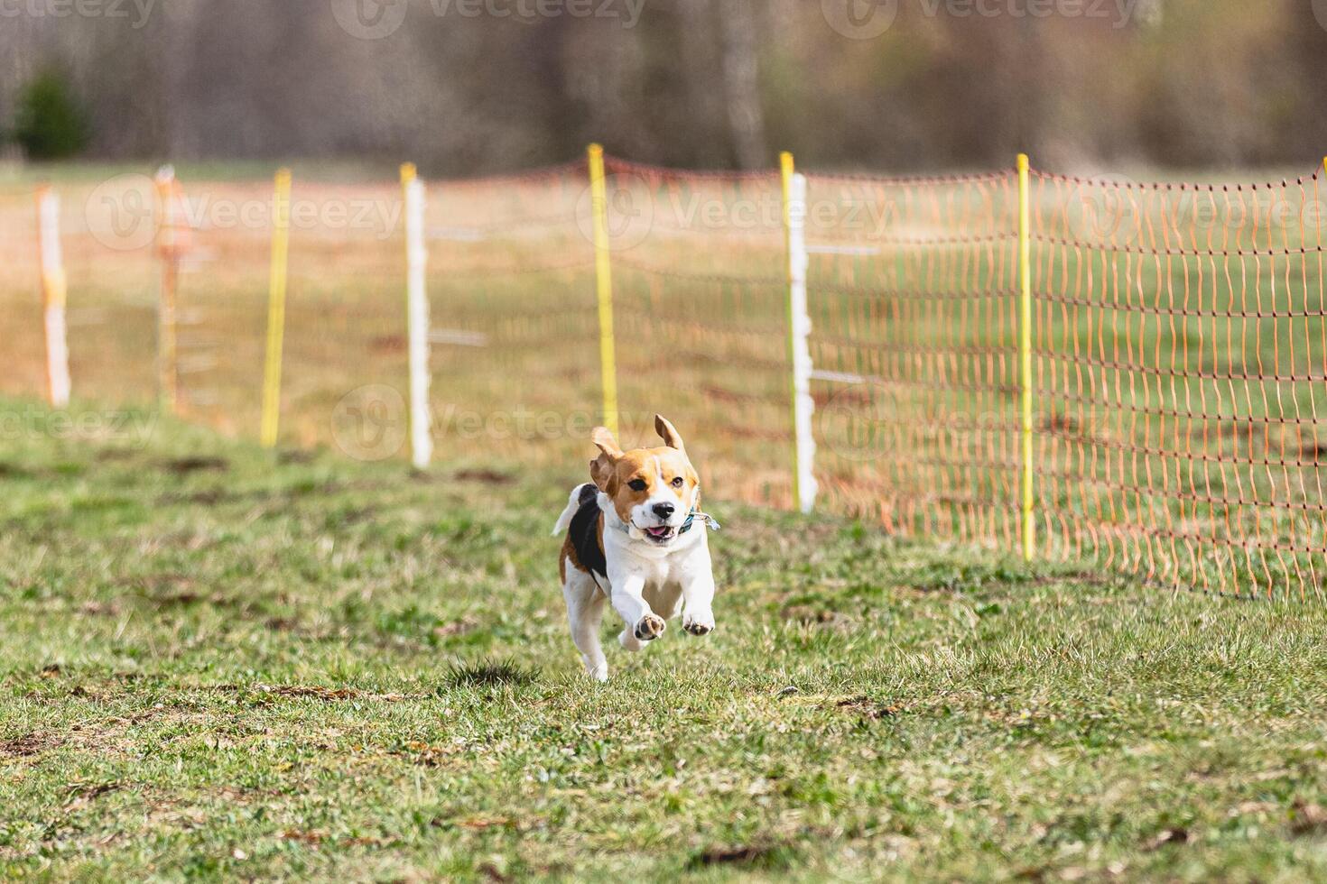 Beagle dog running straight on camera and chasing coursing lure on green field photo