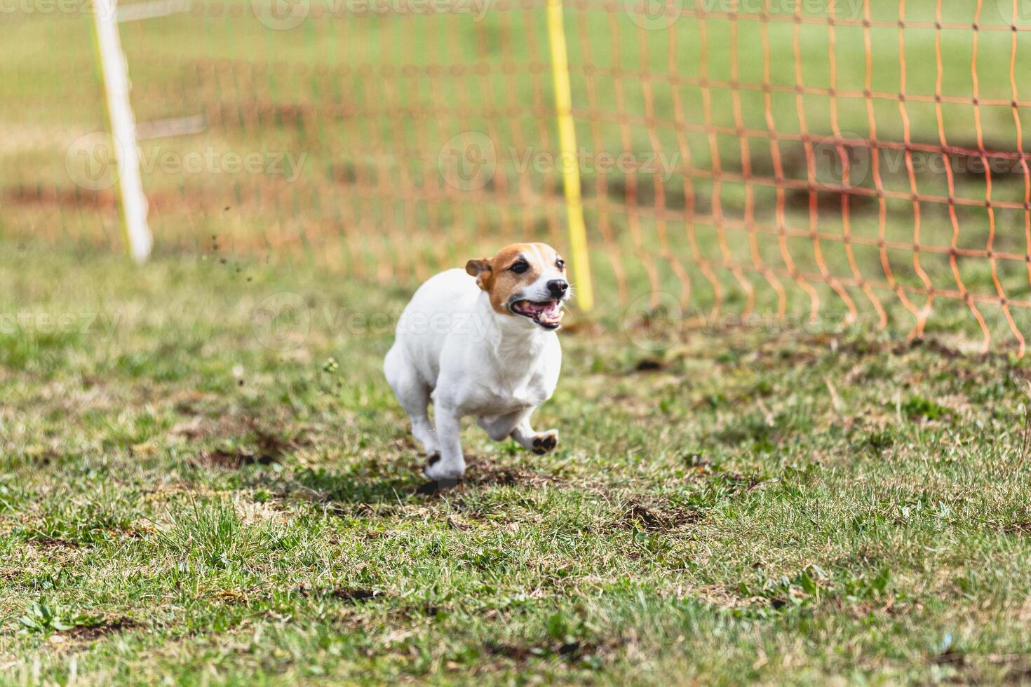 Dog running straight on camera and chasing coursing lure on green field photo