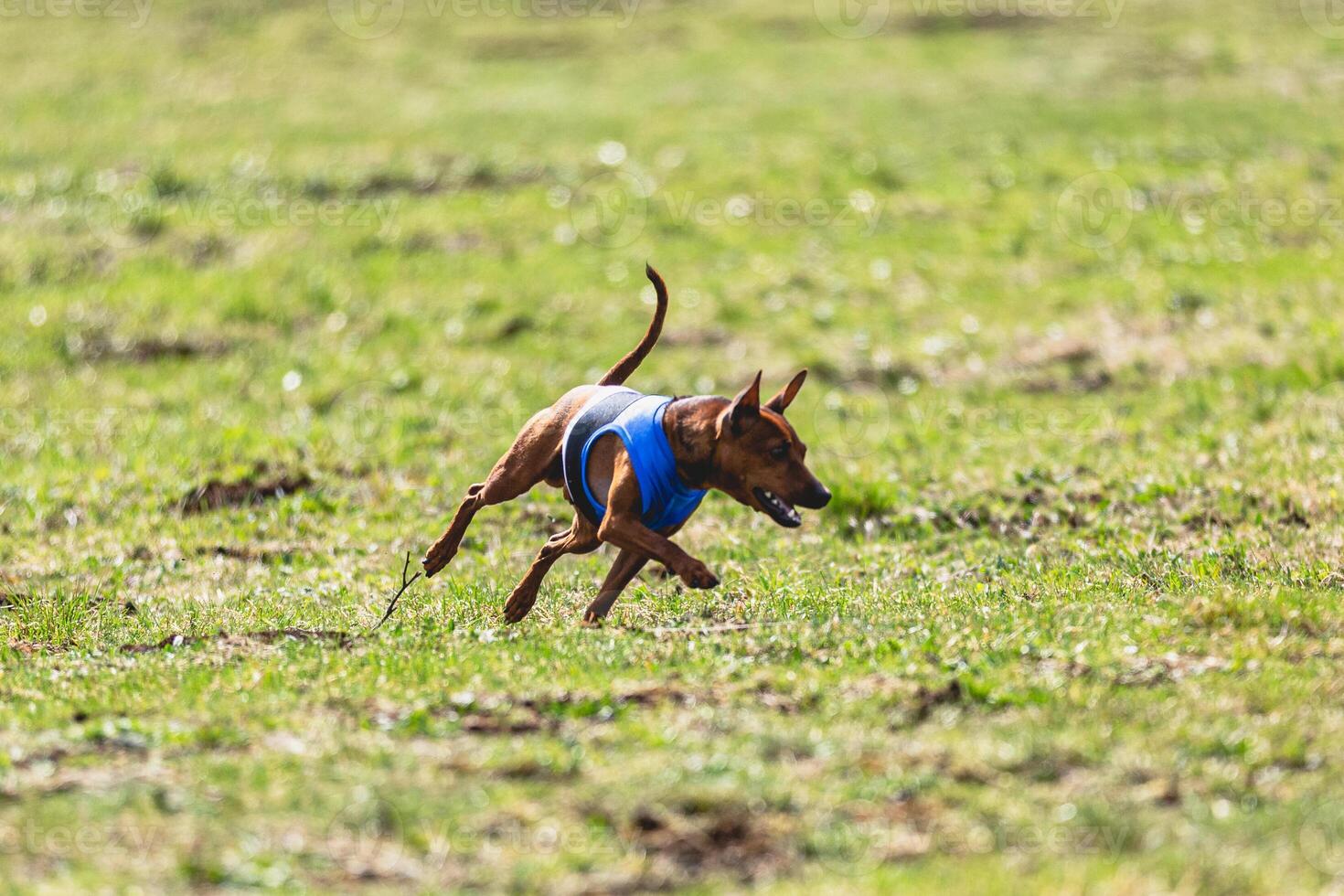 Pinscher dog running straight on camera and chasing coursing lure on green field photo