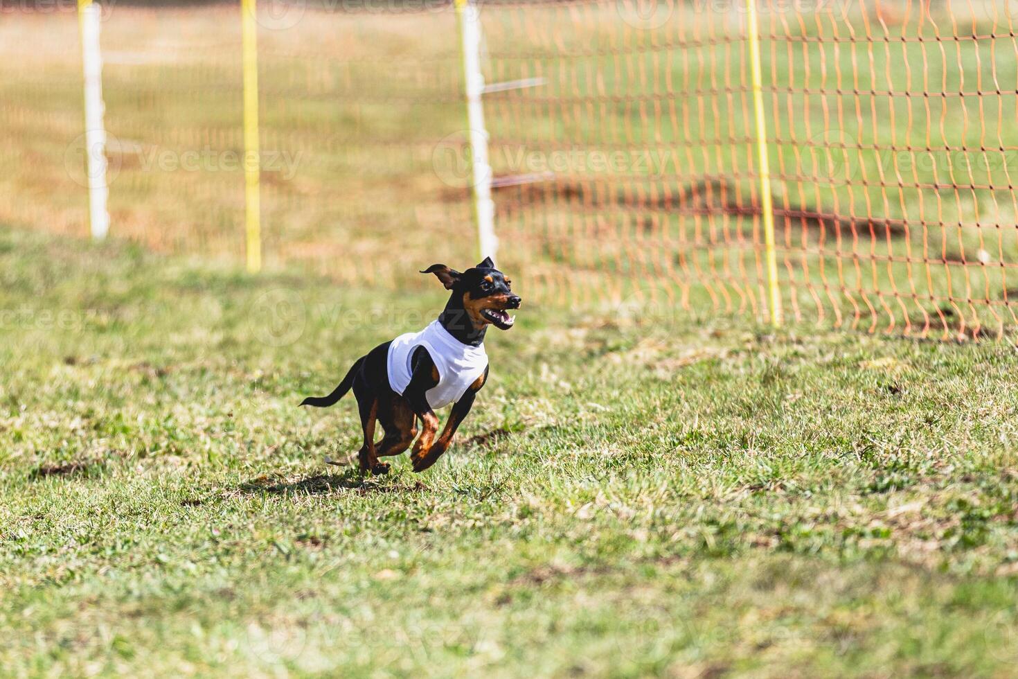 Pinscher dog running straight on camera and chasing coursing lure on green field photo