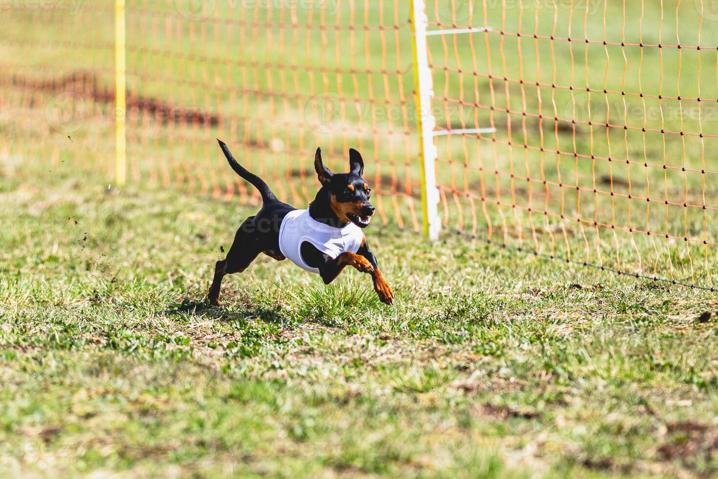 Pinscher dog running straight on camera and chasing coursing lure on green field photo
