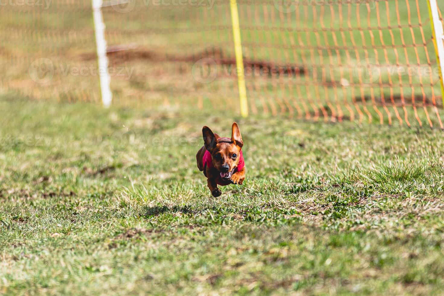 Pinscher dog running straight on camera and chasing coursing lure on green field photo