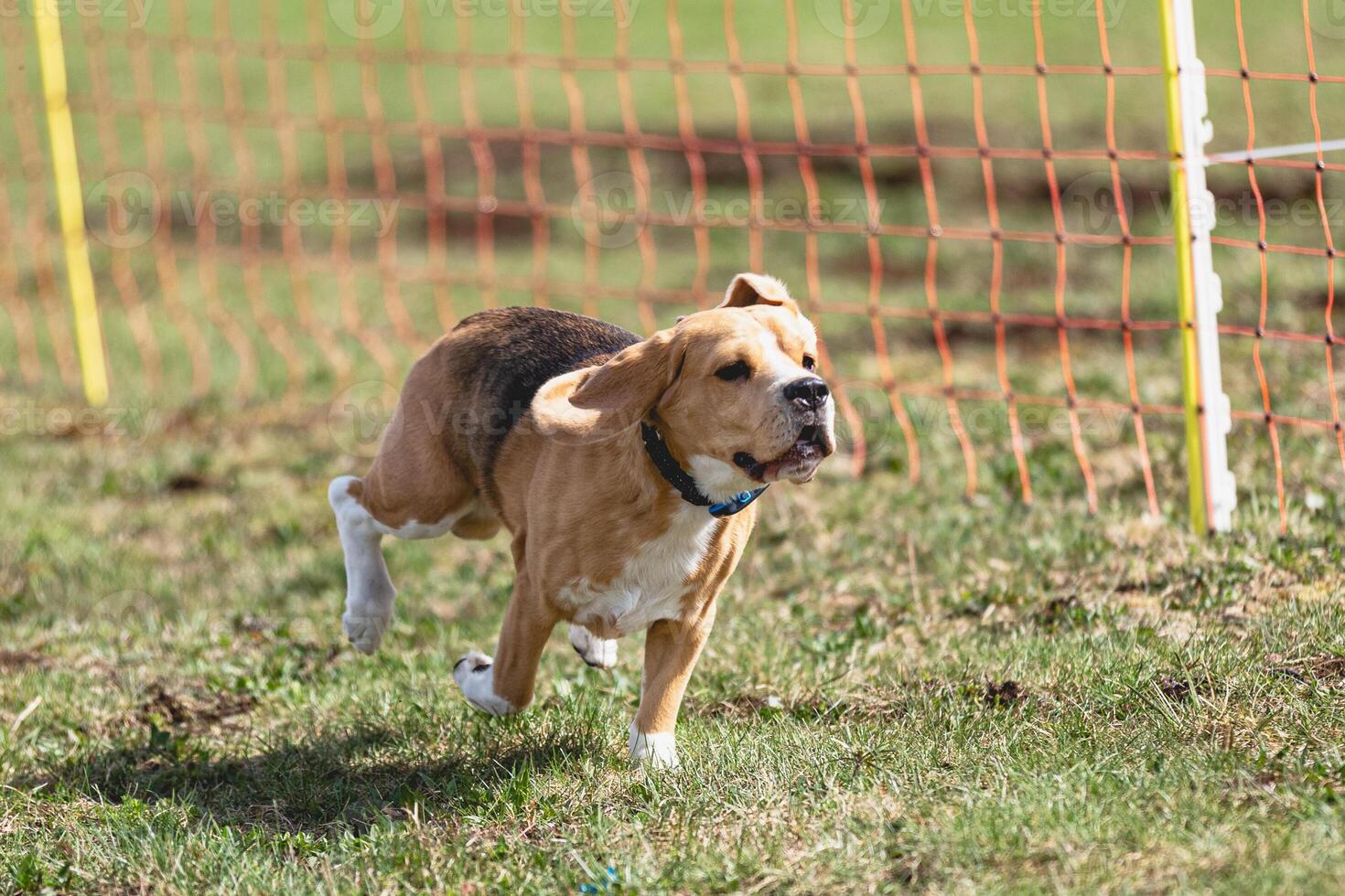 Beagle dog running straight on camera and chasing coursing lure on green field photo