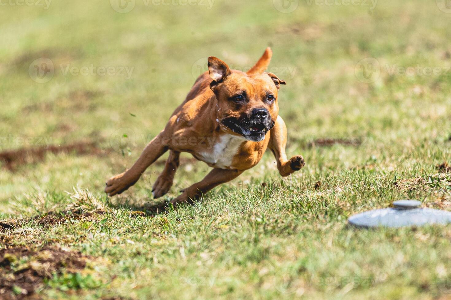 Staffordshire Bull Terrier running straight on camera and chasing coursing lure on green field photo