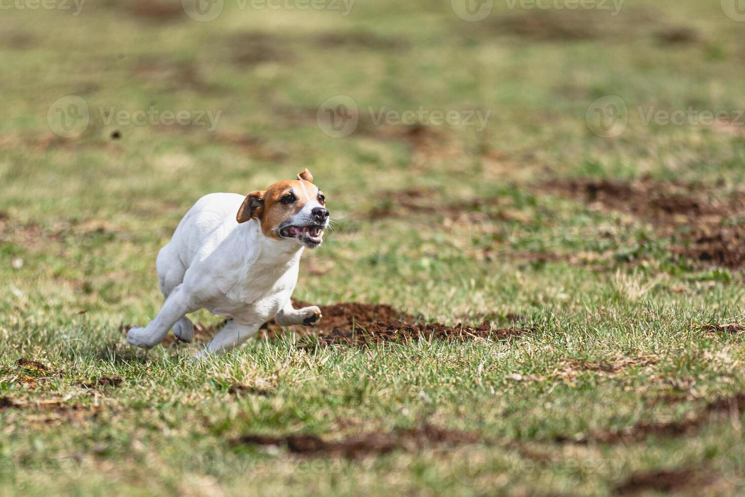 Dog running straight on camera and chasing coursing lure on green field photo