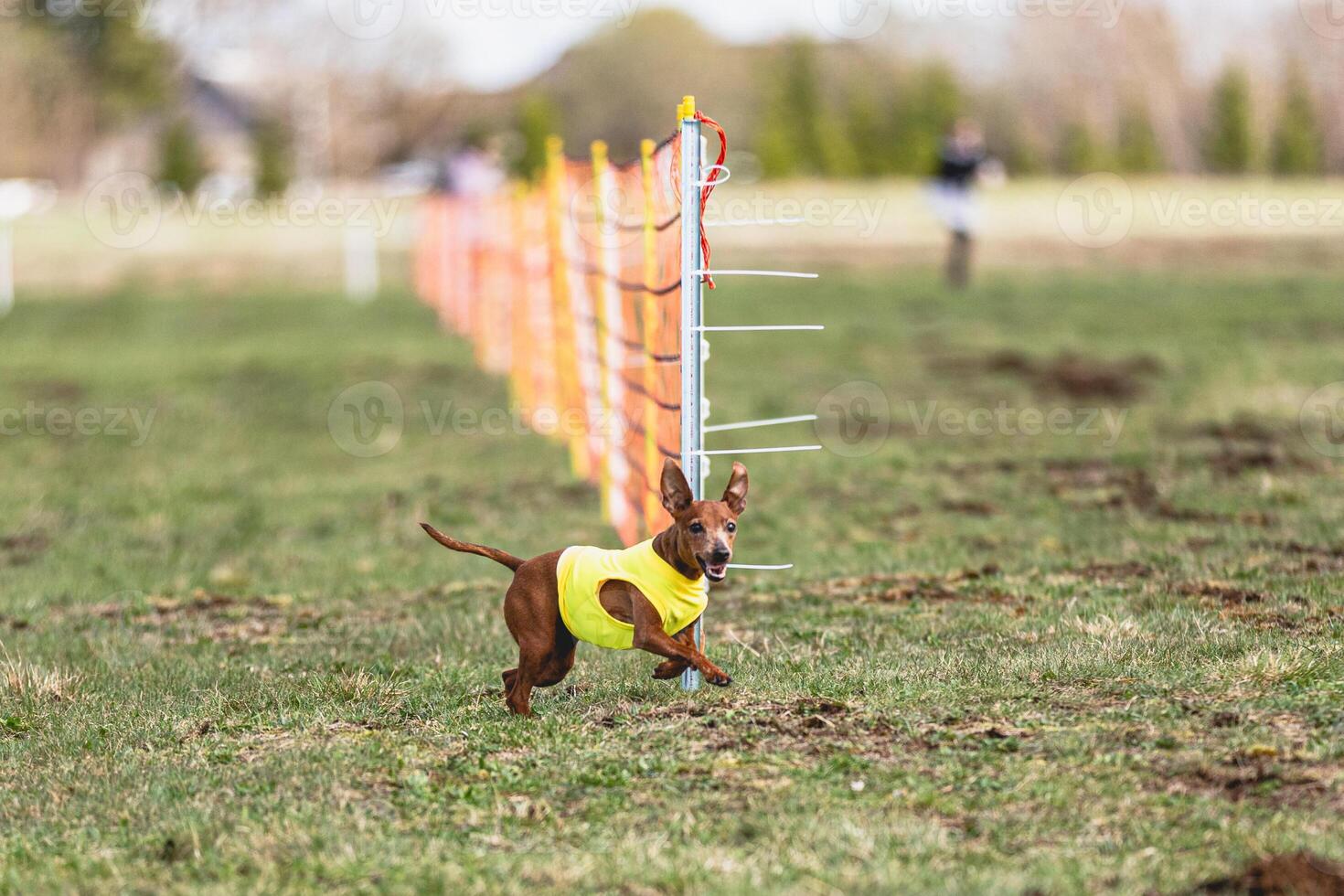 Pinscher dog running straight on camera and chasing coursing lure on green field photo
