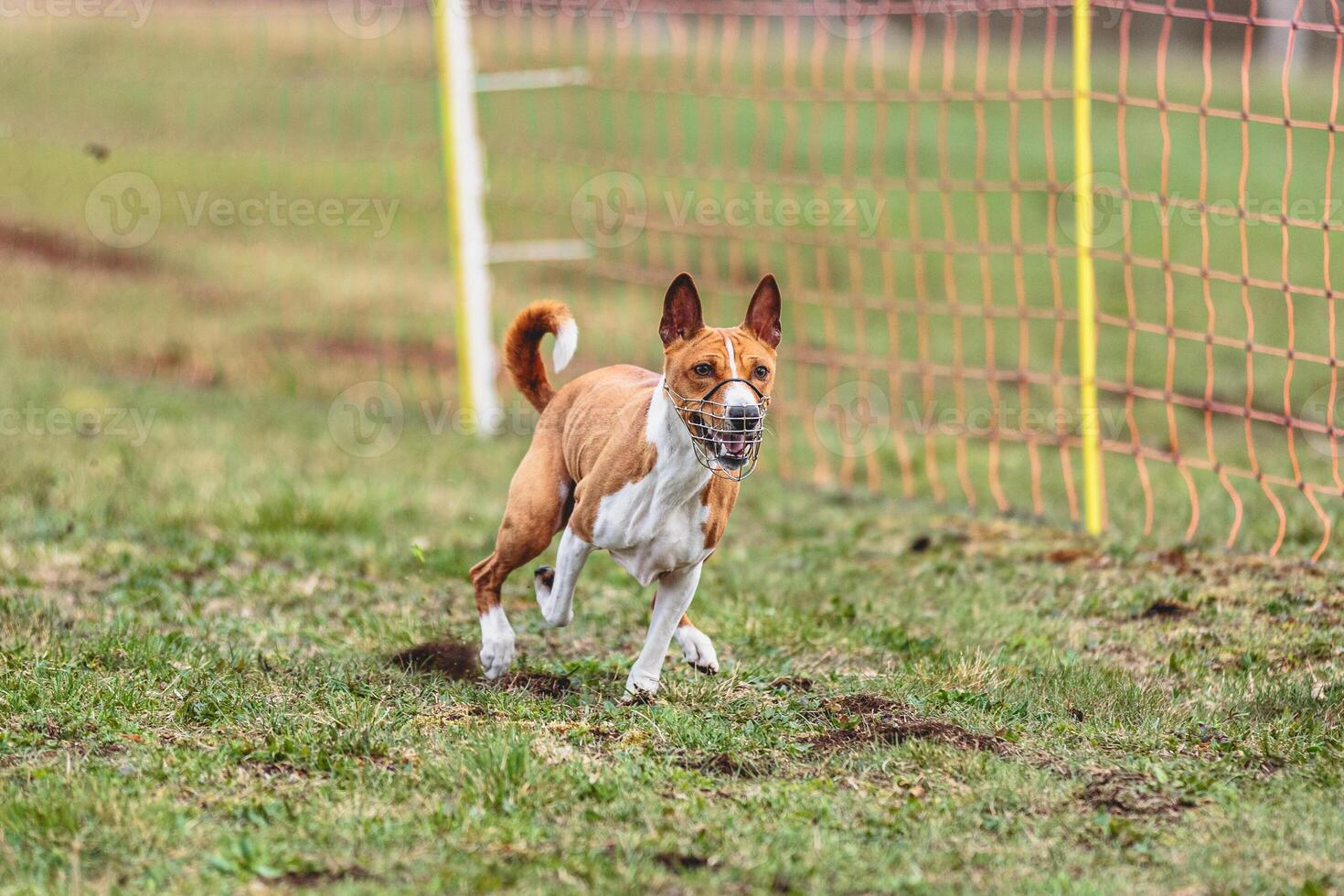 Basenji dog running straight on camera and chasing coursing lure on green field photo