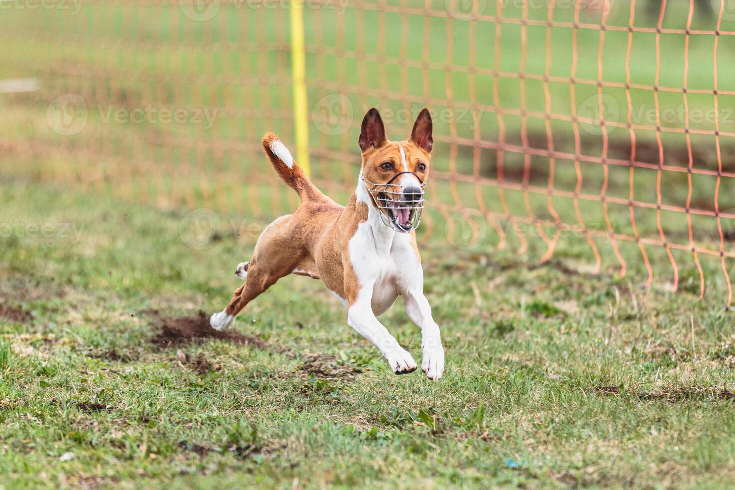 Basenji dog running straight on camera and chasing coursing lure on green field photo