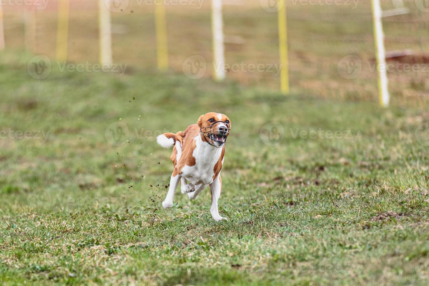 Basenji dog running straight on camera and chasing coursing lure on green field photo