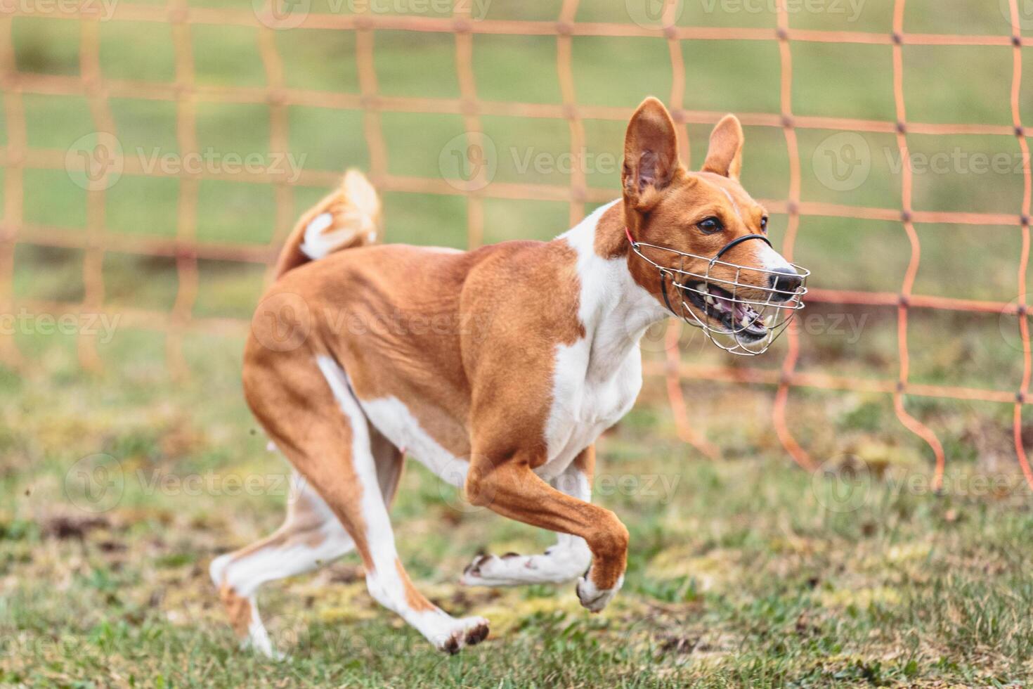 Basenji dog running straight on camera and chasing coursing lure on green field photo