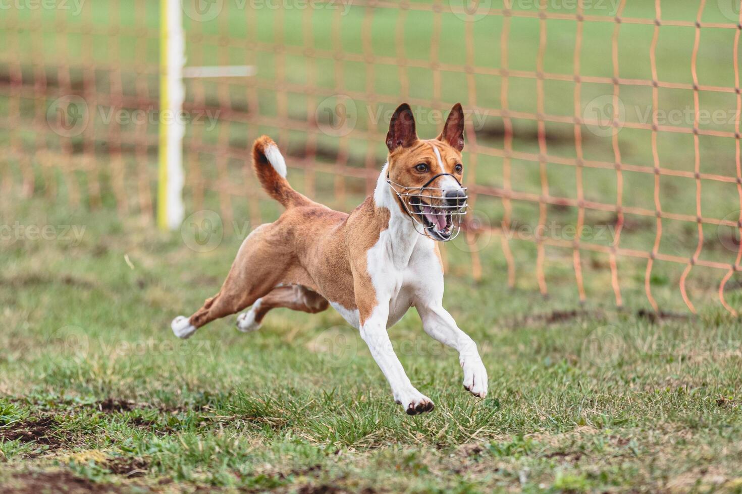 Basenji dog running straight on camera and chasing coursing lure on green field photo