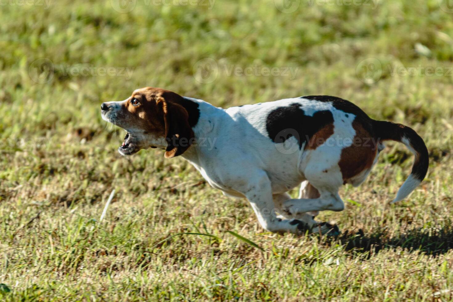Beagle dog running and chasing coursing lure on field photo